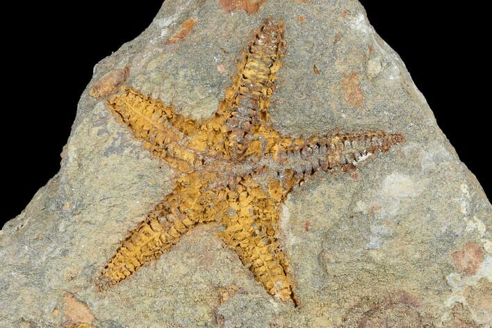 Fossil Starfish (Petraster?) & Edrioasteroids - Morocco #180855